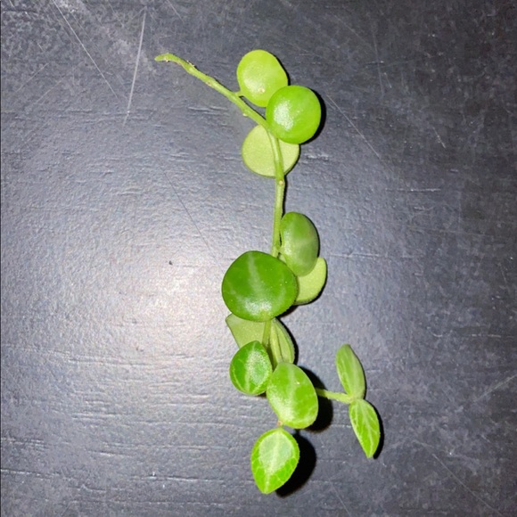 String of Turtle cuttings $15 for 3 - Picture 7 of 7